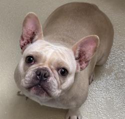 Shelter Stray Female Dog last seen , Milwaukee, WI 53215