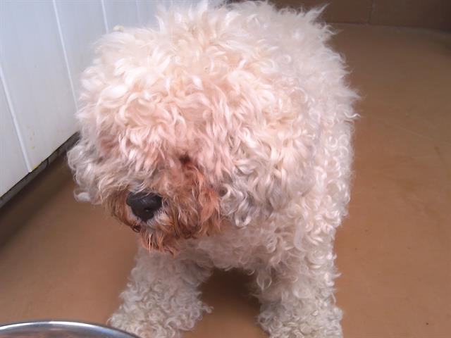 Shelter Stray Male Dog last seen E J ST AND MELROSE AVE, Chula Vista, CA 91911