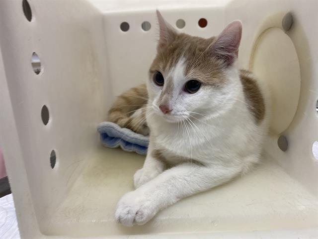 Shelter Stray Male Cat last seen Near BLOCK N 53RD ST, Milwaukee, WI 53215