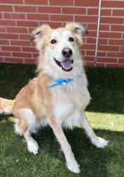 Shelter Stray Male Dog last seen Near BLOCK W MCNICHOLS RD, DETROIT, MI 48235, Detroit, MI 48211