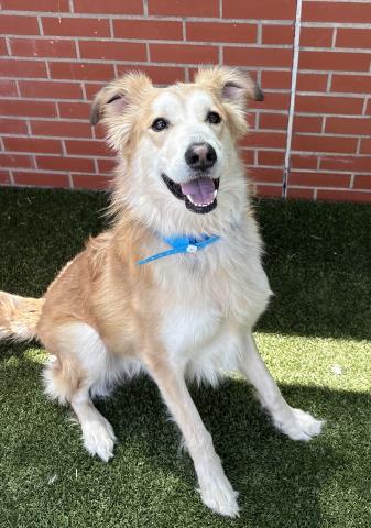 Shelter Stray Male Dog last seen Near BLOCK W MCNICHOLS RD, DETROIT, MI 48235, Detroit, MI 48211