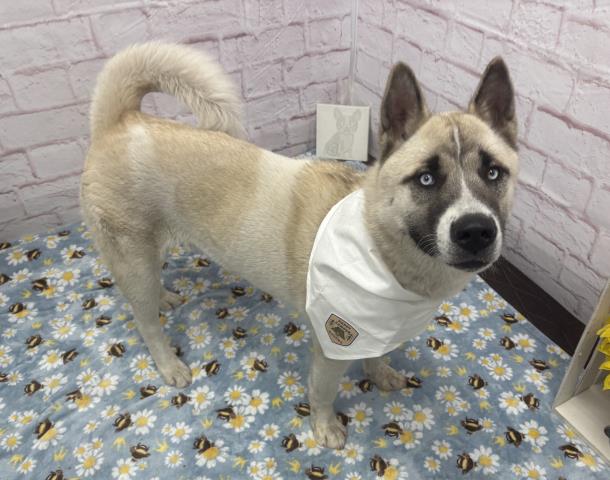 Shelter Stray Male Dog last seen Near BLOCK SCOTTEN ST, DETROIT, MI 48209, Detroit, MI 48211