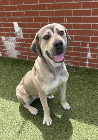 Shelter Stray Female Dog last seen Near BLOCK E GOLDEN GATE AVE, DETROIT, MI 48203, Detroit, MI 48211