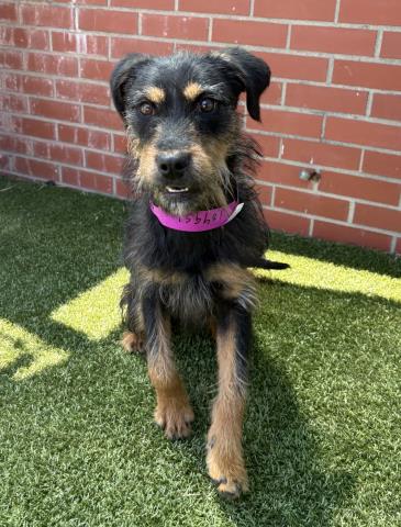 Shelter Stray Female Dog last seen Near BLOCK JOY RD, DETROIT MI 48228, Detroit, MI 48211
