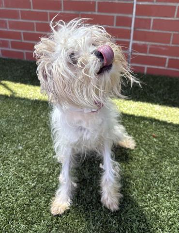 Shelter Stray Female Dog last seen Near BLOCK ROSELAWN ST, DETROIT MI 48238, Detroit, MI 48211