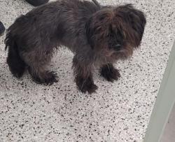 Shelter Stray Male Dog last seen Near BLOCK OUTER DR E, DETROIT, MI 48234, Detroit, MI 48211