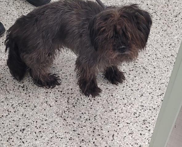 Shelter Stray Male Dog last seen Near BLOCK OUTER DR E, DETROIT, MI 48234, Detroit, MI 48211