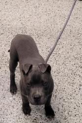 Shelter Stray Male Dog last seen BRUSH ST/OWEN ST DETROIT MI 48202, Detroit, MI 48211
