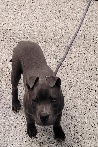 Shelter Stray Male Dog last seen BRUSH ST/OWEN ST DETROIT MI 48202, Detroit, MI 48211