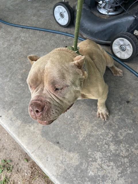 Shelter Stray Female Dog last seen Near BLOCK NW 186TH TERR, Doral, FL 33122