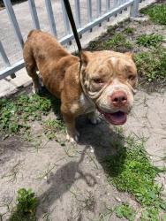 Shelter Stray Female Dog last seen Near BLOCK NW 186TH TERR, Doral, FL 33122