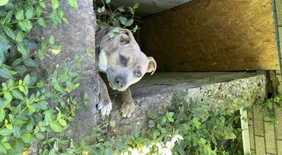 Shelter Stray Female Dog last seen Near , Indianapolis, IN 46221