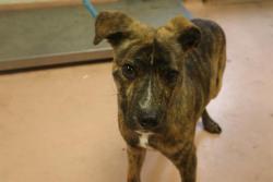 Shelter Stray Male Dog last seen FARROW RD & BELTLINE BLVD, Columbia, SC 29209