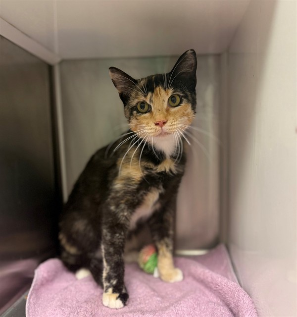 Shelter Stray Female Cat last seen Near BLOCK S 7TH, Brighton, CO 80601