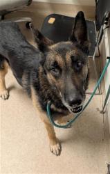 Shelter Stray Male Dog last seen Near BLOCK WHITE LN, BAKERSFIELD CA 93304, Bakersfield, CA 93308