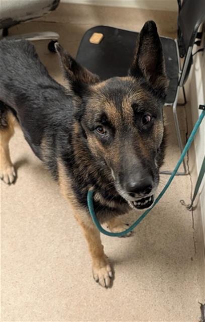 Shelter Stray Male Dog last seen Near BLOCK WHITE LN, BAKERSFIELD CA 93304, Bakersfield, CA 93308