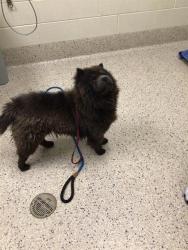 Shelter Stray Female Dog last seen Near BLOCK MONACO ST, Brighton, CO 80601