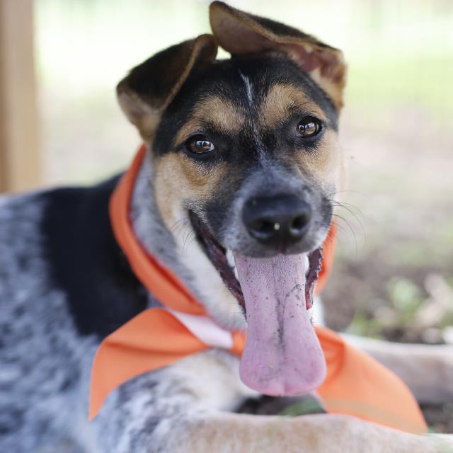 Shelter Stray Female Dog last seen BETTY JEAN, San Antonio, TX 78227