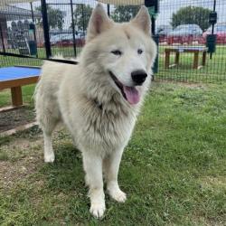 Shelter Stray Male Dog last seen Near BLOCK MCARTHUR AVE, San Antonio, TX 78227