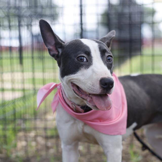 Shelter Stray Female Dog last seen Near BLOCK NACOGDOCHES DR, San Antonio, TX 78227