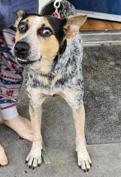 Shelter Stray Female Dog last seen LAMAR, San Antonio, TX 78227