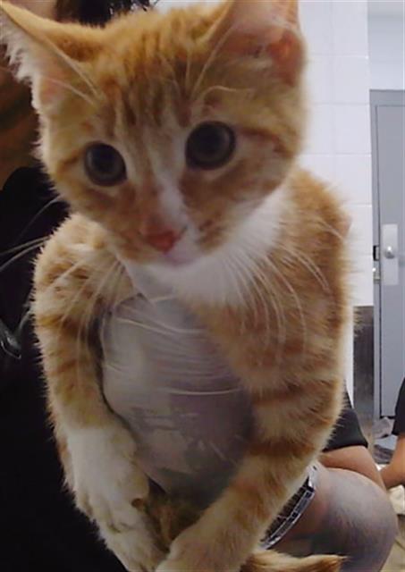 Shelter Stray Unknown Cat last seen CHARLOTTE, Charlotte, NC 28217