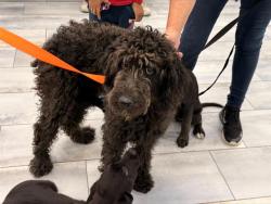 Shelter Stray Female Dog last seen CHARLOTTE, Charlotte, NC 28217