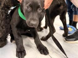 Shelter Stray Female Dog last seen CHARLOTTE, Charlotte, NC 28217