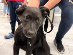 Shelter Stray Female Dog last seen CHARLOTTE, Charlotte, NC 28217