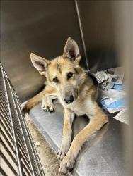 Shelter Stray Male Dog last seen , Chatsworth, CA 91311