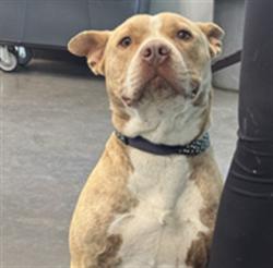 Shelter Stray Female Dog last seen , Chatsworth, CA 91311
