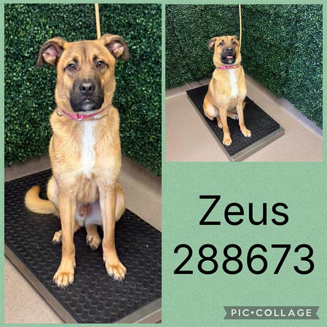 Shelter Stray Male Dog last seen POPLAR PASS, Macon, GA 31216