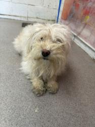 Shelter Stray Female Dog last seen , San Bernardino, CA 92401