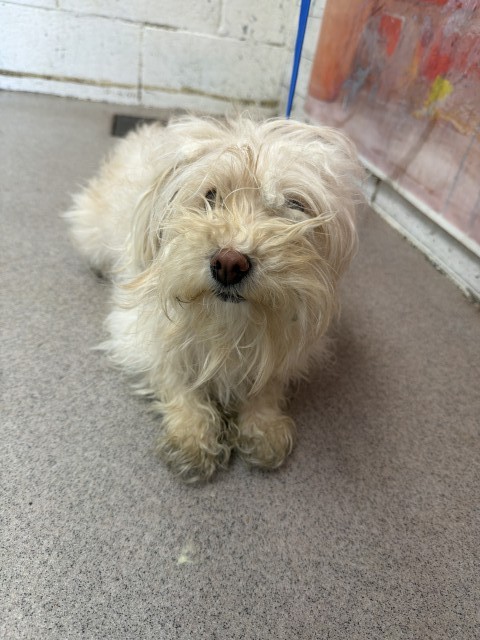 Shelter Stray Female Dog last seen , San Bernardino, CA 92401