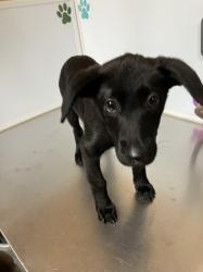 Shelter Stray Female Dog last seen Near BLOCK N POPLAR ST, WICHITA KS 67214, Wichita, KS 67219