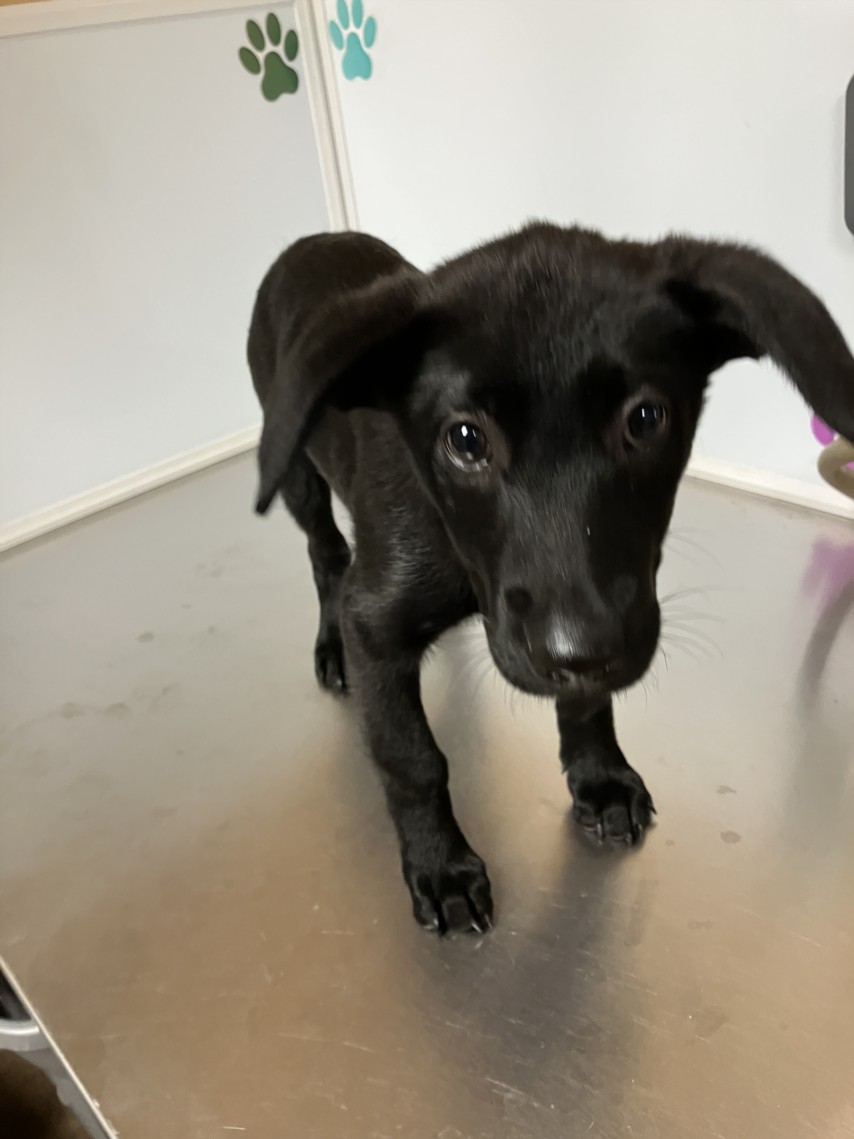 Shelter Stray Female Dog last seen Near BLOCK N POPLAR ST, WICHITA KS 67214, Wichita, KS 67219