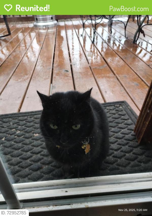 Reunited Female Cat last seen Richmond Hill Rd Asheville Nc, Asheville, NC 28806