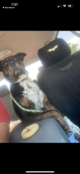 Lost Female Dog last seen Coors and arenal, Albuquerque, NM 87121