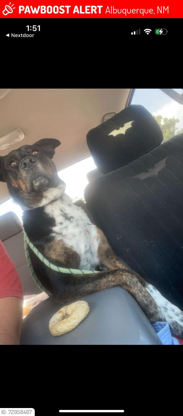 Lost Female Dog last seen Coors and arenal, Albuquerque, NM 87121