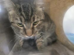 Shelter Stray Male Cat last seen , San Pedro, CA 90731