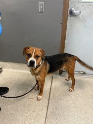 Shelter Stray Male Dog last seen Near BLOCK RUMBA LN, TALLAHASSEE FL 32304, Tallahassee, FL 32311