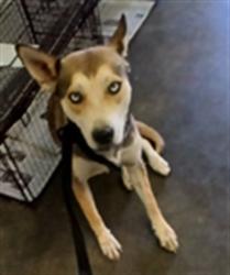 Shelter Stray Female Dog last seen , Los Angeles, CA 90047