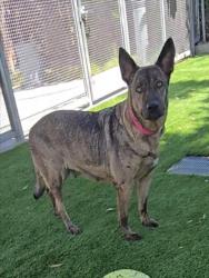 Shelter Stray Female Dog last seen , Los Angeles, CA 90047