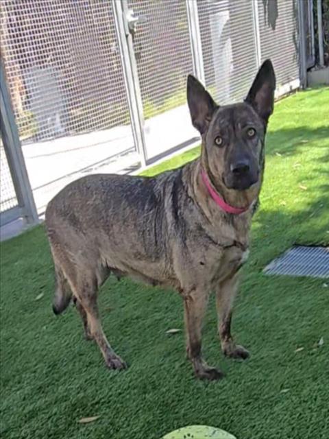 Shelter Stray Female Dog last seen , Los Angeles, CA 90047