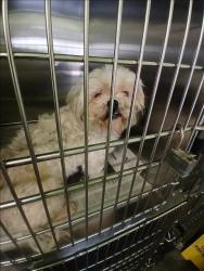 Shelter Stray Female Dog last seen , Los Angeles, CA 90047