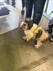 Shelter Stray Female Dog last seen , Los Angeles, CA 90047