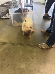 Shelter Stray Female Dog last seen , Los Angeles, CA 90047