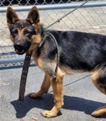 Shelter Stray Male Dog last seen , Los Angeles, CA 90031