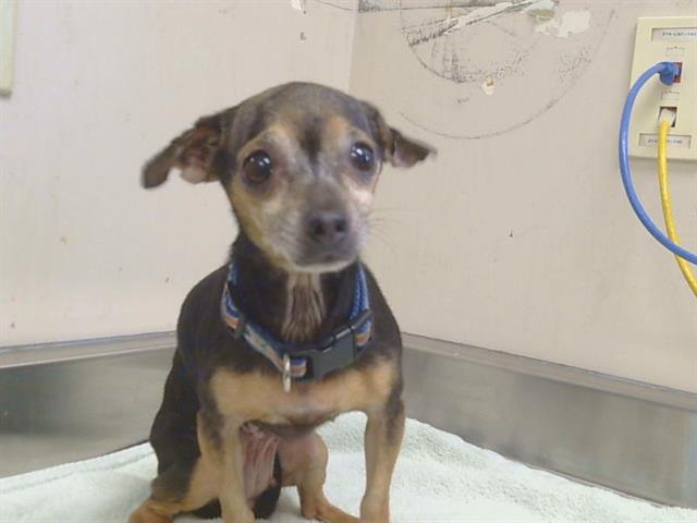 Shelter Stray Female Dog last seen FAIR OAKS BLVD/WATT AVE, 95864, Sacramento, CA 95827