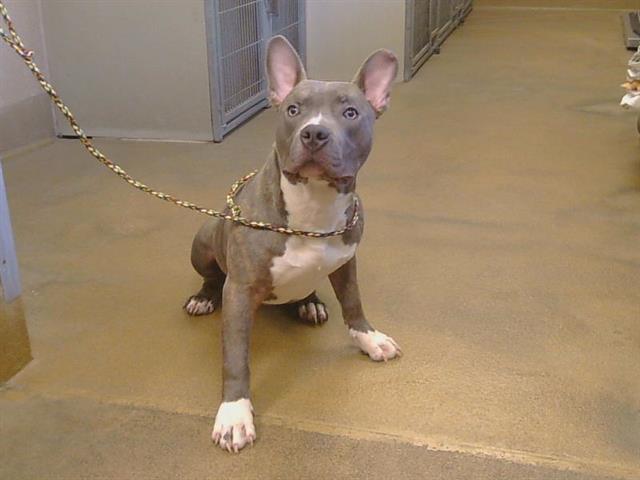 Shelter Stray Male Dog last seen ELVERTA RD/RIO LINDA BLVD, 95626, Sacramento, CA 95827